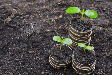 trees growing on coins / csr