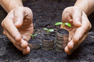 hands holding tress growing on coins / csr