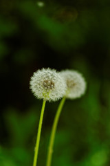 dandelion flower