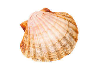 One scallop isolated