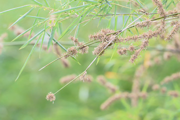 bamboo flowering