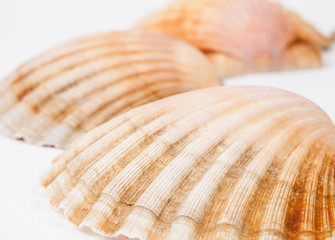 Three scallops on white