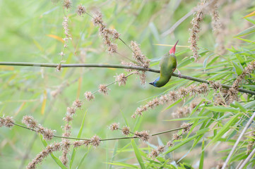 Pin-tailed Parrotfinch bird Phuket Province, Thailand