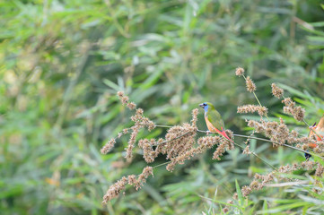 Pin-tailed Parrotfinch bird Phuket Province, Thailand