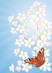 cherry blossoms and butterflies on a background of blue sky