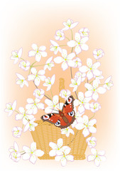 flowering branches of cherry in a basket and butterfly