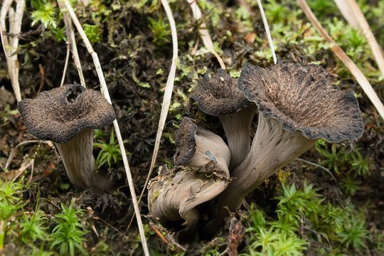 Totentrompeten / Dead trumpets