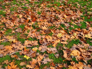 Autumn colors in the park