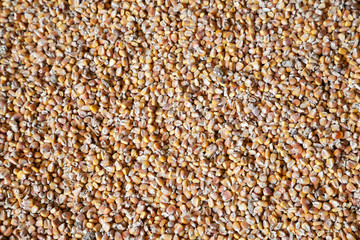 Freshly collected corn seeds background