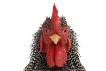 portrait rooster © fotomaster