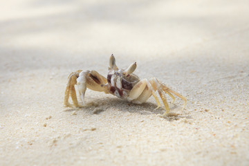 sea crab on white sand beach