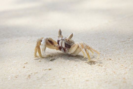 sea crab on white sand beach