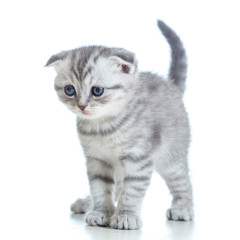 Scottish fold kitten isolated on white