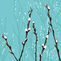 Beautiful pussy willow branches - 59897347