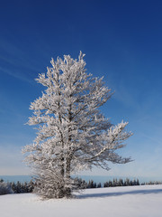 arbre enneigé