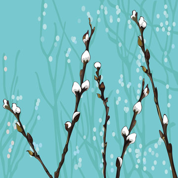Beautiful pussy willow branches
