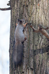 Sciurus vulgaris, Red Squirrel.