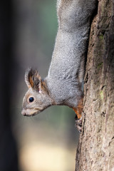 Fototapeta na wymiar Sciurus vulgaris, Red Squirrel.