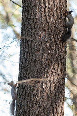 Sciurus vulgaris, Red Squirrel.