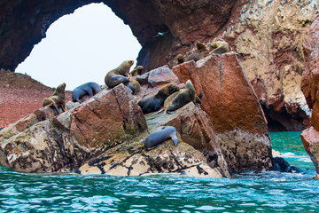 South American Sea lions relaxing on rocks of Ballestas Islands