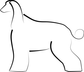 Chart afgański pies