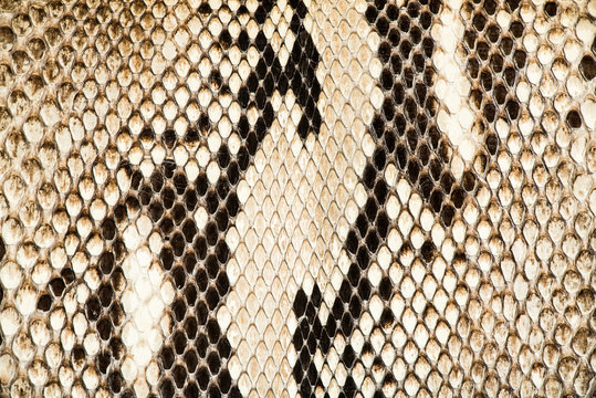 Texture of genuine crocodile leather