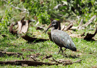 A beautiful Hadada Ibis