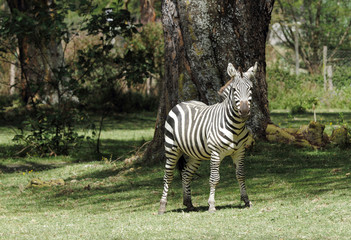 Fototapeta na wymiar A lone beautiful Zebra