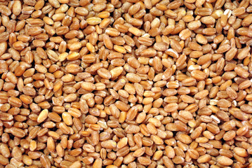 Agricultural grains