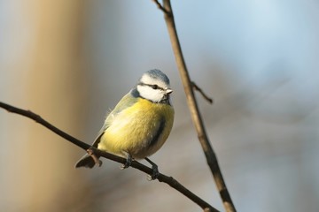 Blue tit - Parus caeruleus on a twig in autumn morning