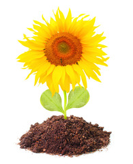 The Sunflower growing. Renewable resources concept.