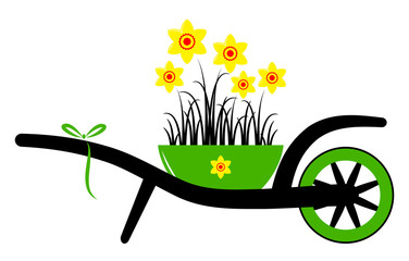 wheel barrow and daffodils