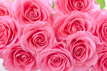 Pink roses