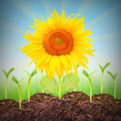 The Sunflower growing. Renewable resources concept.