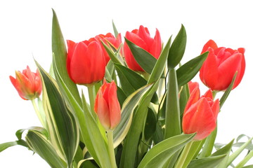 Red tulips on white background