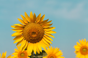 Obraz premium flower yellow