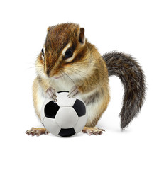Funny chipmunk with soccer ball isolated on white