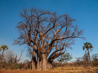 Big baobab tree