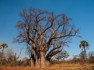 Foto op Canvas Big baobab tree © pyty
