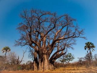 Fototapeta na wymiar Wielkie drzewo baobab
