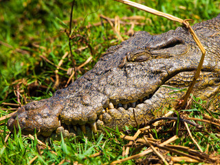 Head of crocodile