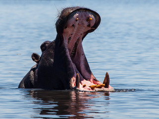 Fototapeta na wymiar Hipopotam w rzece Chobe