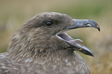 Naklejka premium Great skua, Stercorarius skua