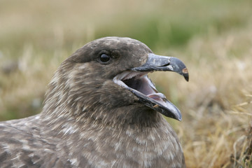 Great skua, Stercorarius skua