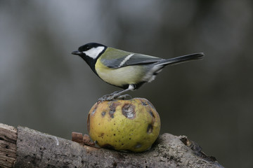 Great tit, Parius major