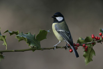 Fototapeta premium Great tit, Parius major