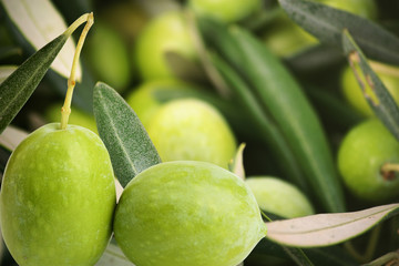 olive verdi rami e foglie