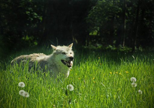 A stunning capture of a grey wolf moving through the long grass