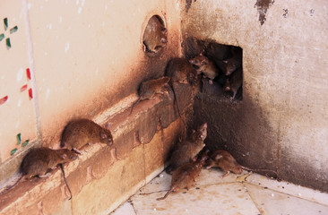 Holy rats running around Karni Mata Temple, Deshnok, India