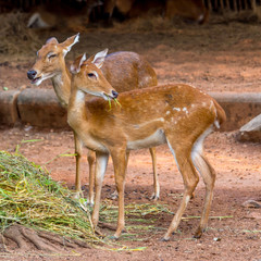 eld's deer in the zoo